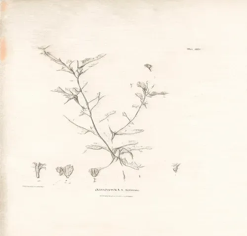 Item #71148294815452105370689080336867009321263834924188665178747292001895029145605 Media