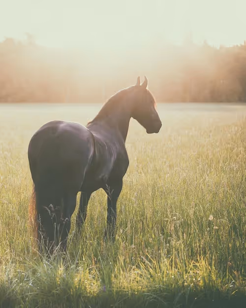 Item #2468119463308914702005443652102614178506533567319377457804557041654361489409 Media