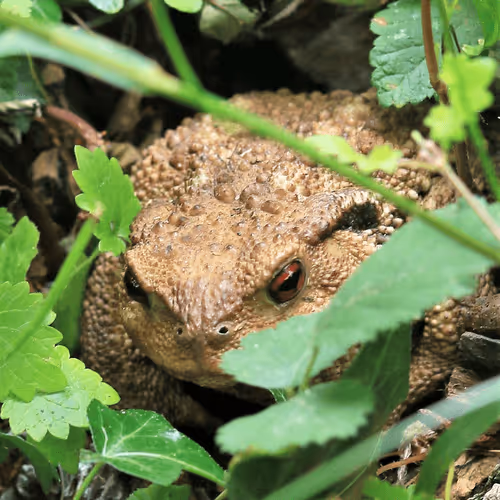 Item #61601413983432262200822046408210296549184035160504594584973518336971058970724 Media