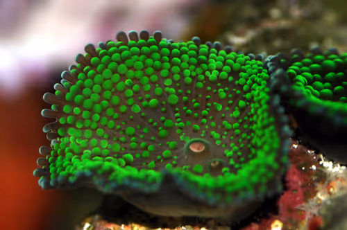 Item #47344123980109973813634142770242239438764360713225161879961011986853506580481 Media