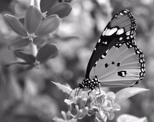 Item #109579018027133606473158902058456759875658318669045531735484408698841681887233 Media