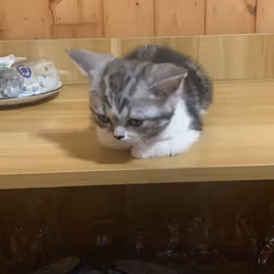 miaomiao