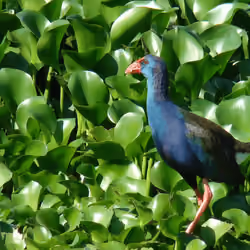 Purple Gallinule