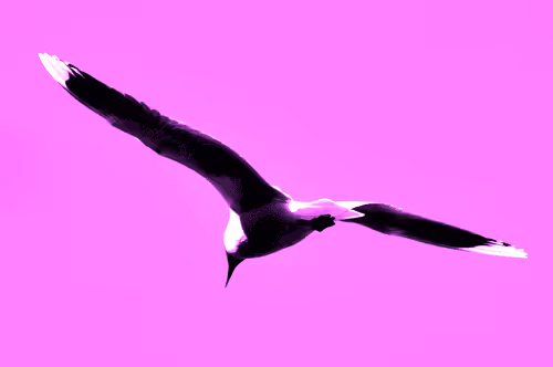 Item #97472780855113725442361506406406632137290984226550429674679319569331539410945 Media