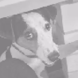 Dogo