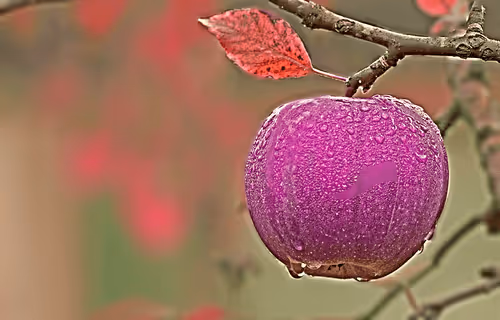 apple with drups of water
