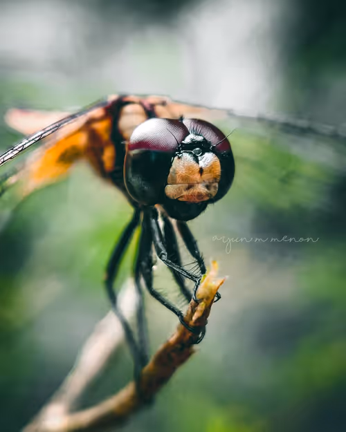 Item #96373460507912281939903112807065392587728079623754575039603803291547806466049 Media