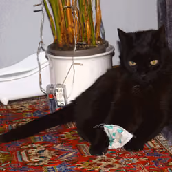 Rotating Black Cat