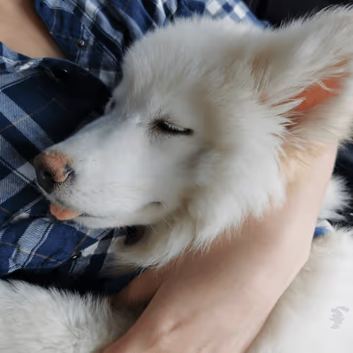 Item #11589634007344310346073007191394288969191527375593807410073591607113541484545 Media