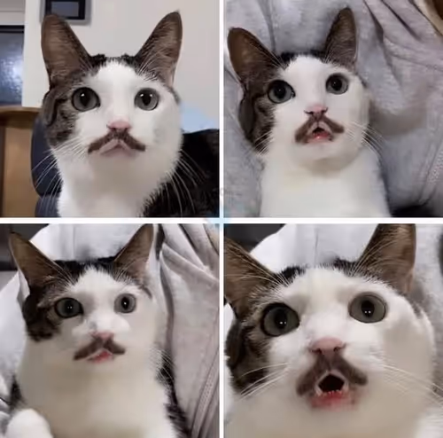 Item #78347144305783424269677384673828028231432426109421860586381847045464194547713 Media