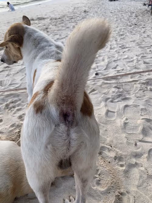 Item #98053885291925345730635880751157381648347825053262368354810767624714630201345 Media