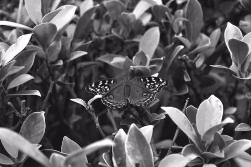 Item #109579018027133606473158902058456759875658318669045531735484408687846565609473 Media