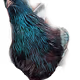 45372766552856883995965557350298601201729277257915005251968867982293879226468