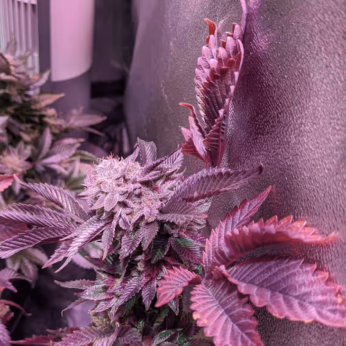 Red And Purple Pineapple Chunk