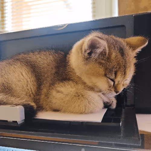 Item #85779533797330856680551245112287399753979626451492036541087858579490402729985 Media