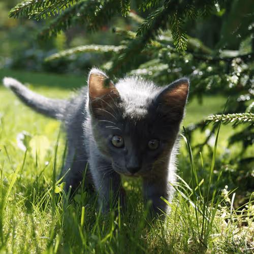 Item #4944351917306226202826790057183461660186678433257338824528786311739653226497 Media