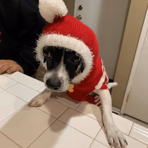 Christmas Soju