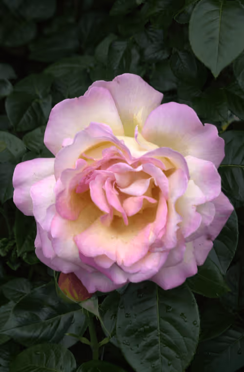 Item #56943947837122673731930897750220814689639948529564795848618456982545072390145 Media