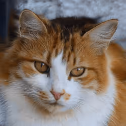 106393158711752592444527764053332067386103257112262188176365268321534616797185