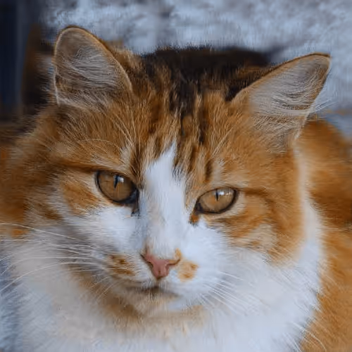 Item #106393158711752592444527764053332067386103257112262188176365268321534616797185 Media