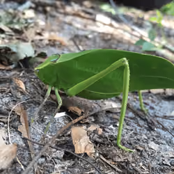 Katydid