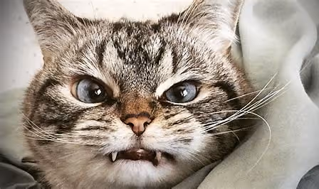 Item #2711319510957153195330944047216093418835662040940528205339224307244558451688 Media