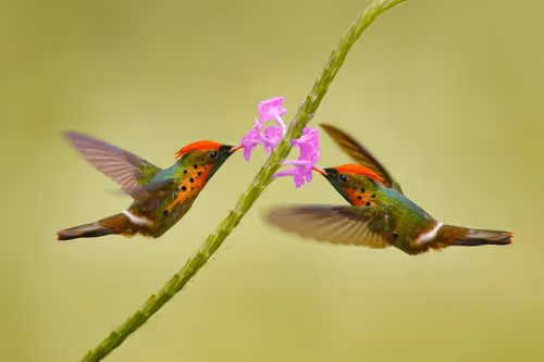 Item #25621925064279012681246301446131385931262547461970292834419122491573091172353 Media