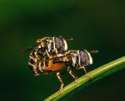 Mating of Hoverfly
