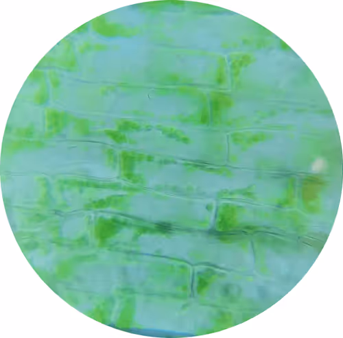 Untitled Collection #195688341