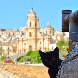 Sicilian cat