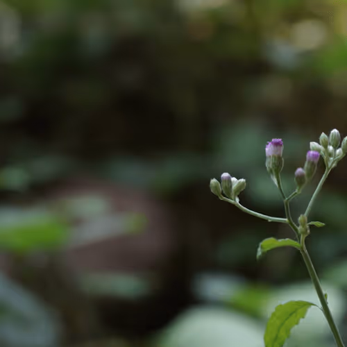 Item #47962454375698423751977915587329446952876622946819425437823996647525394153473 Media