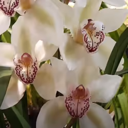 Orchid 52