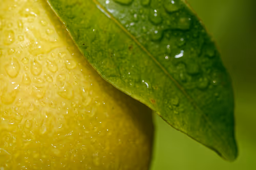 Item #47344123980109973813634142770242239438764360713225161879961011965962785652737 Media