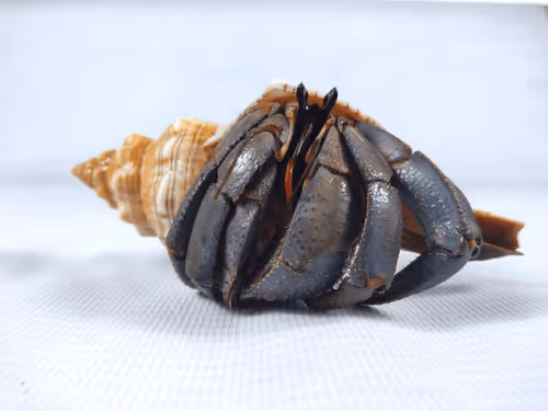 Item #91920838516500969586140493576070920060778375503638515337937380290936130502657 Media