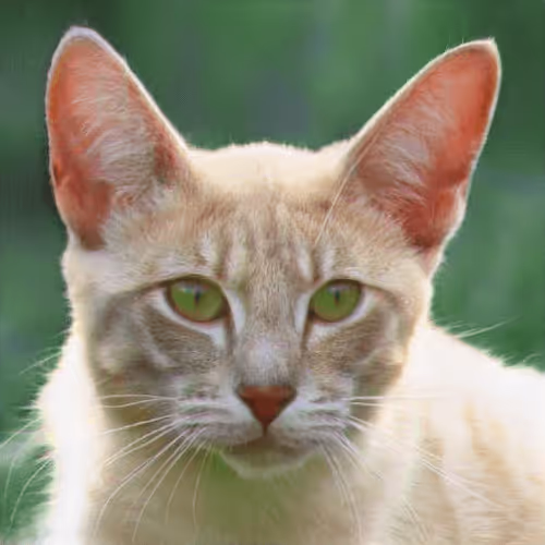 Item #106393158711752592444527764053332067386103257112262188176365274784463964864513 Media