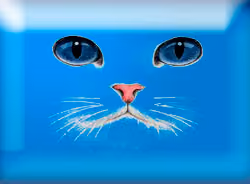 CatFace #014