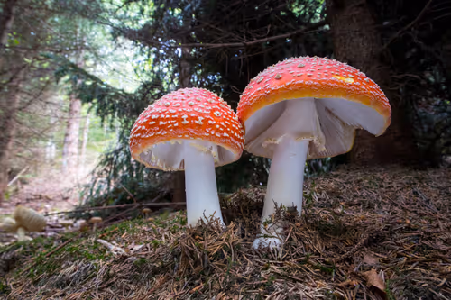 Item #64713155281190120806625528010509445569029273032710388433466982011176476475393 Media