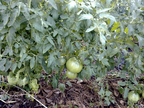 Item #41983459946325006344850038724007157971914249844141491949312559291419278180353 Media