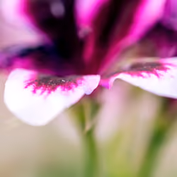 Flower #30