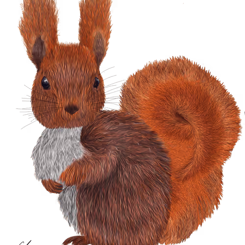 Red Squirrel (Sciurus vulgaris)