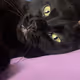 Cool Cats Only