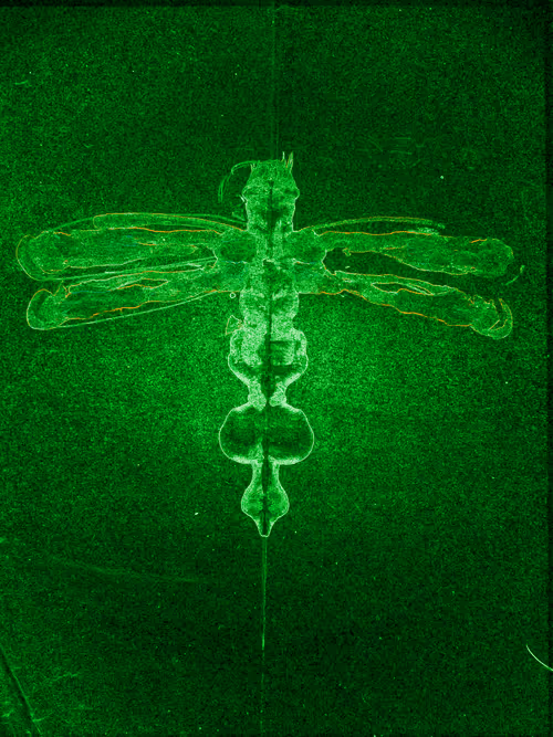 Item #80926432860847288351557924068159633664804178470775081465336394285913996826240 Media