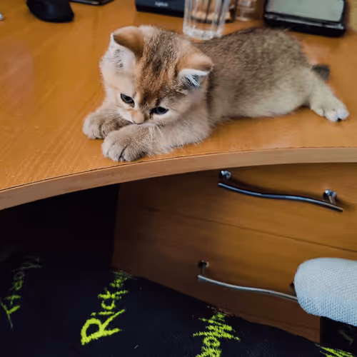 Item #85779533797330856680551245112287399753979626451492036541087858584987960868865 Media