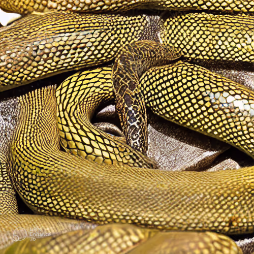 Item #39845996342263482439696243362601333378488908888670946059665639276597787754497 Media