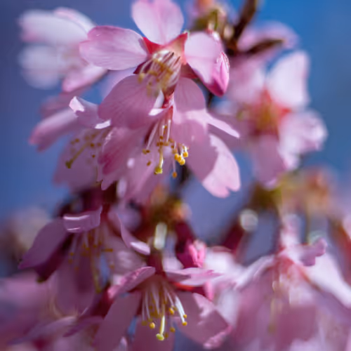 Pink Flow