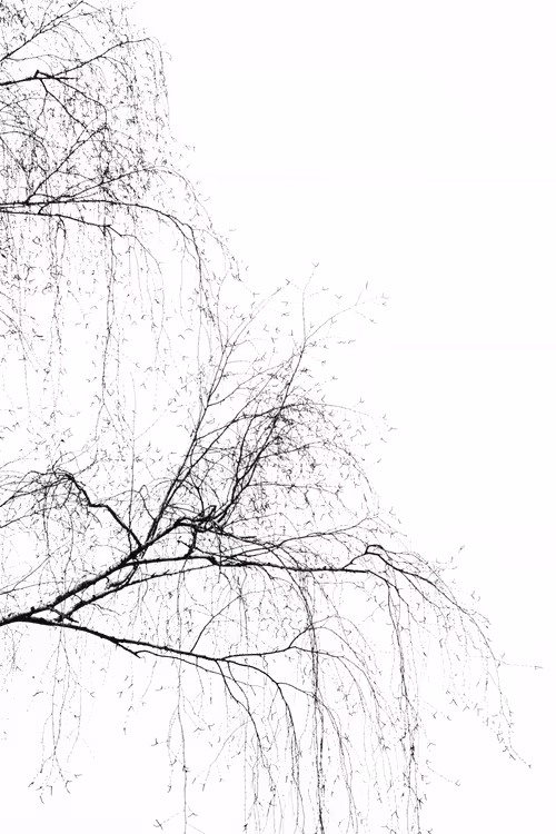 Item #30722437421260437181032699812971068310552594601317848435133761749609586098177 Media