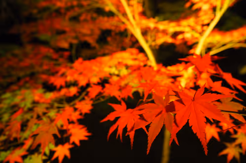 Item #109856220298400902651076580767902450481001671145135042895744925550802993414145 Media