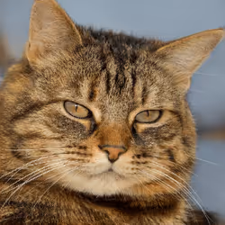 106393158711752592444527764053332067386103257112262188176365271562894895480833