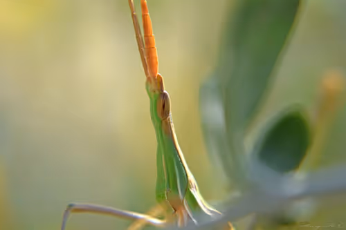 Item #71581581597643149467168648258107612895954652737946138187853336689930701635585 Media