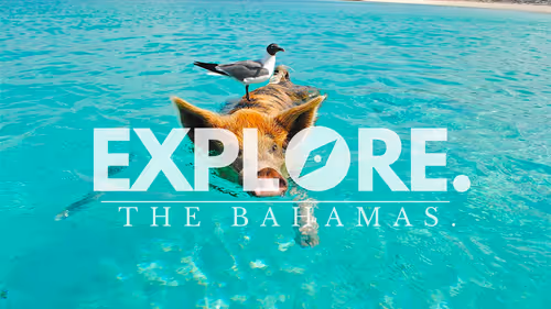 Item #55167293475857333829963200193227146355535503943447662520927477414792708227073 Media